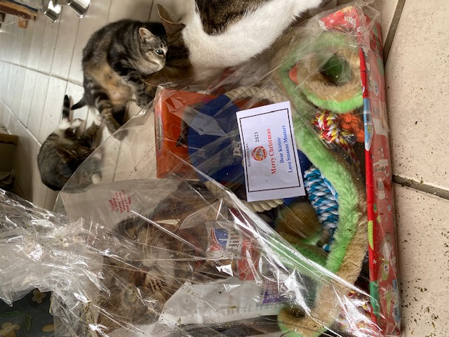 Kleinmond Animal Welfare Society